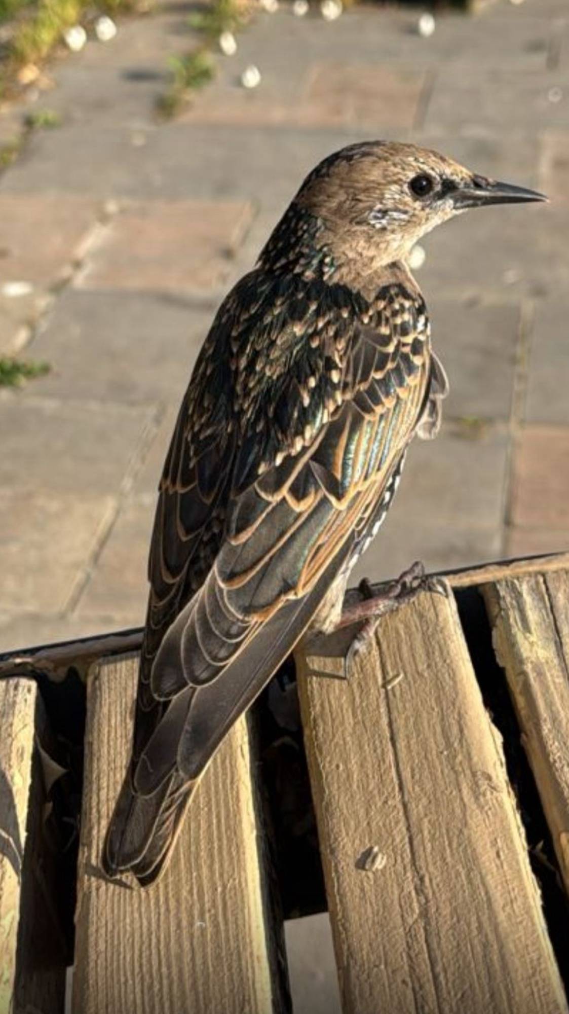 Прогулка по Пушкино - Сентябрь 2025