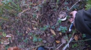 Славная была грибная охота!!!