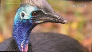 Одинокий отец Казуар. Документальный фильм. Озвучка ИИ. Музыка. Рэп