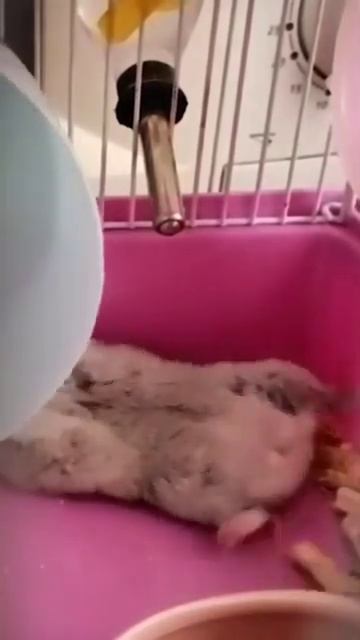 хомяк Семечка #roblox #кино #games #хомяк смотреть онлайн