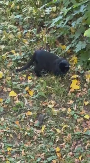 Смешные видео - Кошки мышки