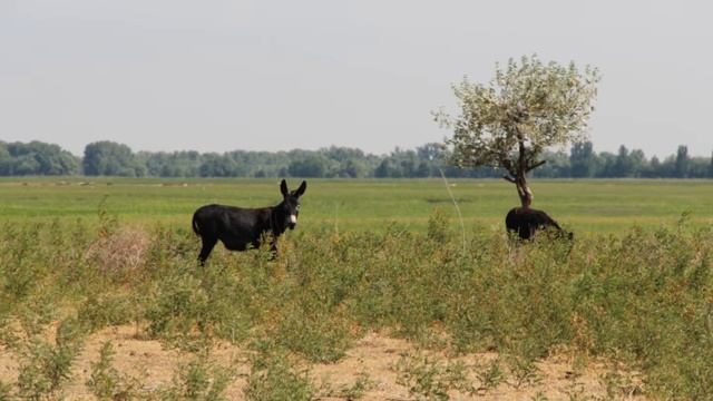 Река Харабалык , Астрахань , Июнь 29, 2014 смотреть онлайн