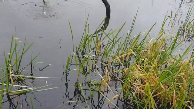 Пешая ловля на реке Шерна , щучка и грибы Вешенки . смотреть онлайн