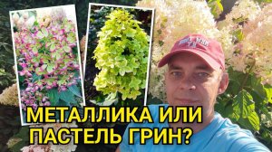 МЕТАЛЛИКА или ПАСТЕЛЬ ГРИН 🤔  Сравниваем два сорта гортензии метельчатой и выбираем лучший! 🌺