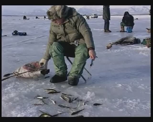 Какими максимальных размеров достигают представители рода Hаваги (Navagas) — Eleginus Fischer, 1813? смотреть онлайн