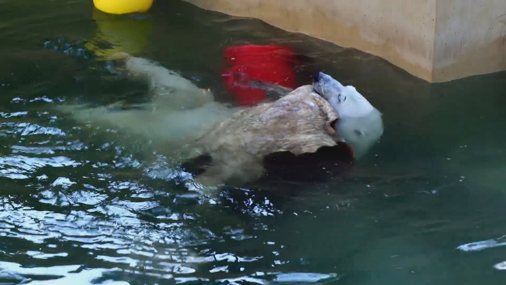 Стрелка решила состернуть шкуру смотреть онлайн