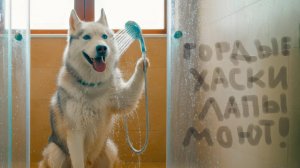 ГОРДЫЕ ХАСКИ ЛАПЫ МОЮТ!! Хаски Бандит Говорящая собака