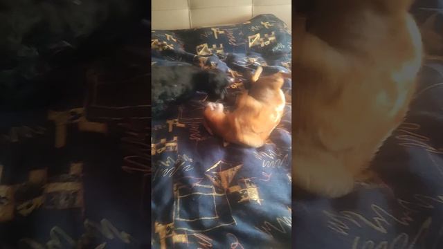 кошка и собака дерутся глупый парень 2 часть 1 серия смотреть онлайн