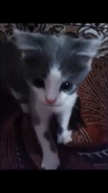 откопал наше старое видео) #злаясобака #котенок #котёнок смотреть онлайн