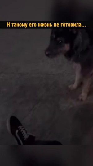 Такого пёсик не ожидал #shorts