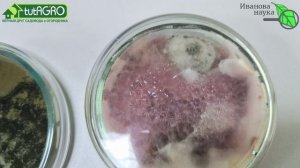 ДОМАШНИЕ БИОПРЕПАРАТЫ: вот что вам надо знать в первую очередь! Опасность домашних микробов.