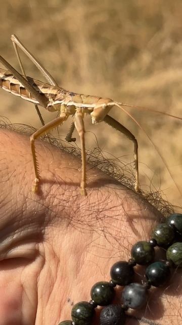 Дыбка смотреть онлайн