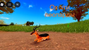 Играю за импалу Но меня съел леопардыще