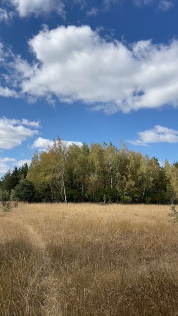 Осторожная косуля. смотреть онлайн