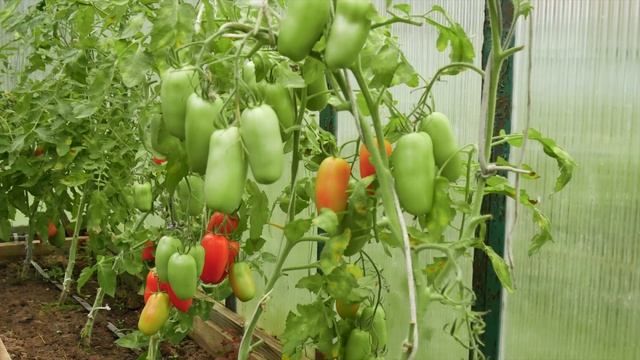 ГАСПАЧО – ОСВЕЖАЮЩИЙ ВКУС ЛЕТА смотреть онлайн