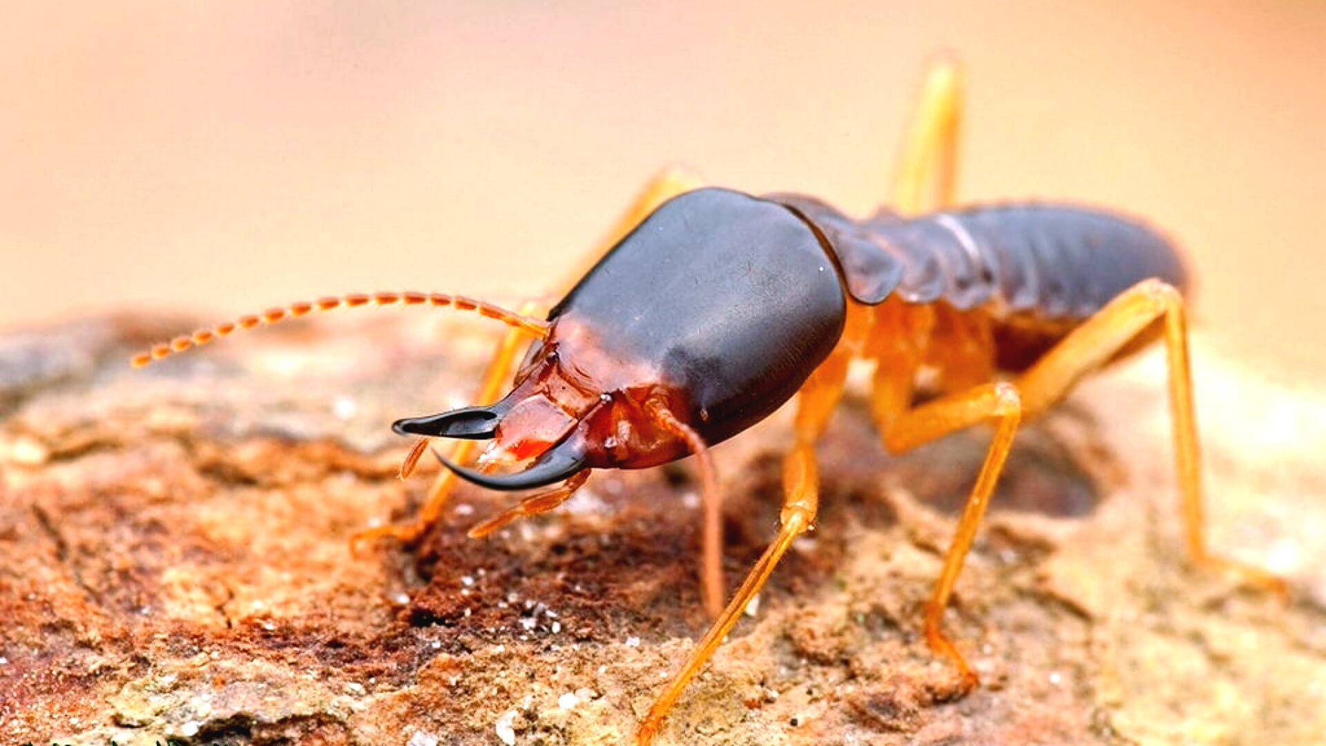 Термиты: Это вам Не Муравьи | Интересные факты про термитов смотреть онлайн