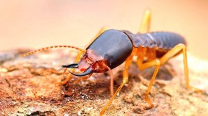 Термиты: Это вам Не Муравьи | Интересные факты про термитов