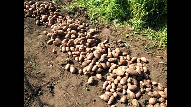 Уборка картофеля