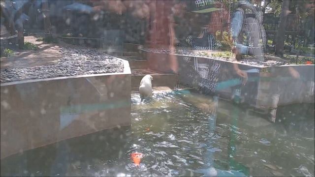 Одна рыбка поймана, но делиться не хочется и ловить другую рыбу тоже 03.09.2025 смотреть онлайн