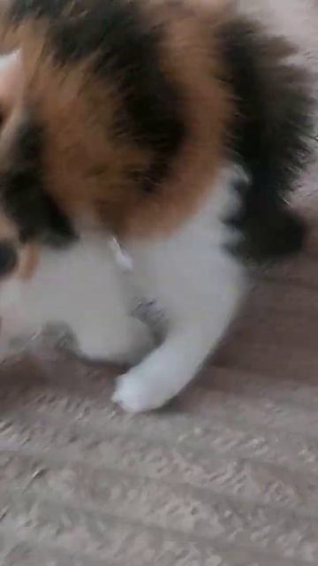 Дина злюка ) #котенок #music #кися #котёнок смотреть онлайн