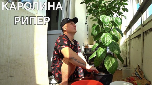 VLOG' ПЕРЕВАЛКА ГИГАНТСКОГО КУСТА КАРОЛИНА РИПЕР