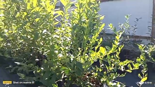 как выросла голубика за лето