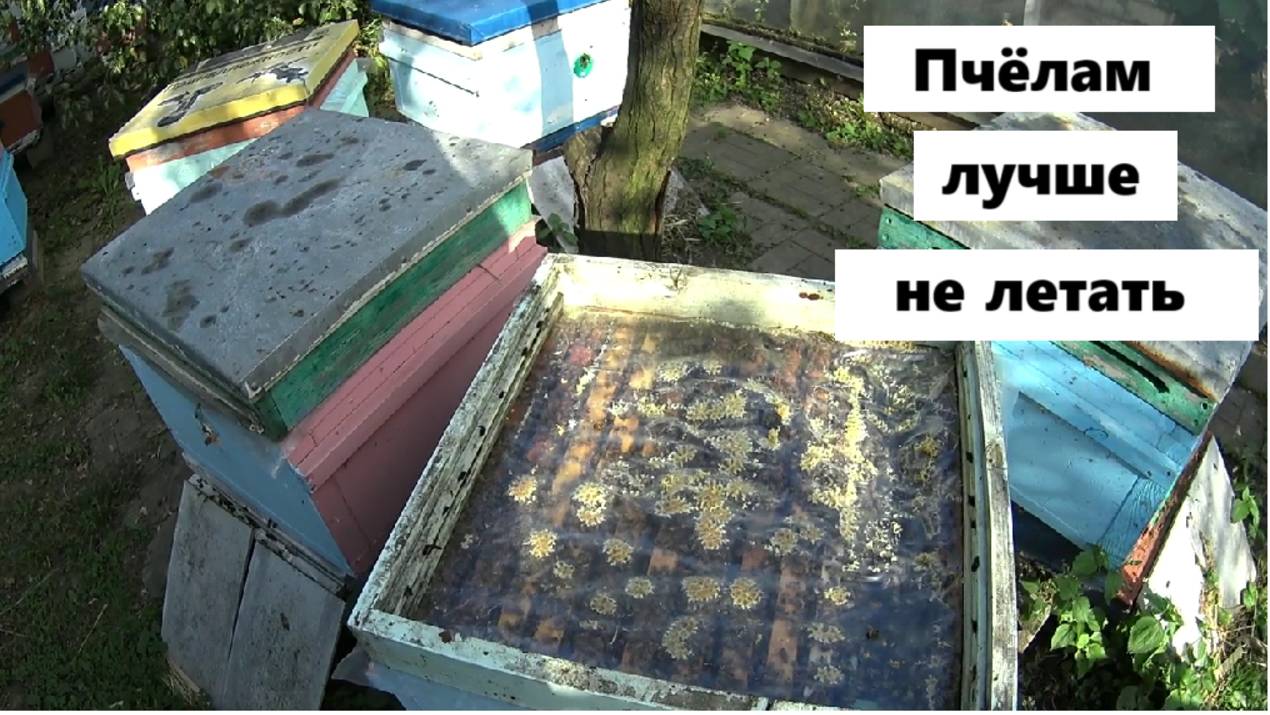 В сентябре пчёлам лучше сидеть в ульях. смотреть онлайн