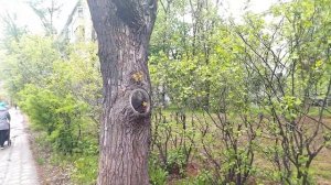 Дерево с причудливыми ветками