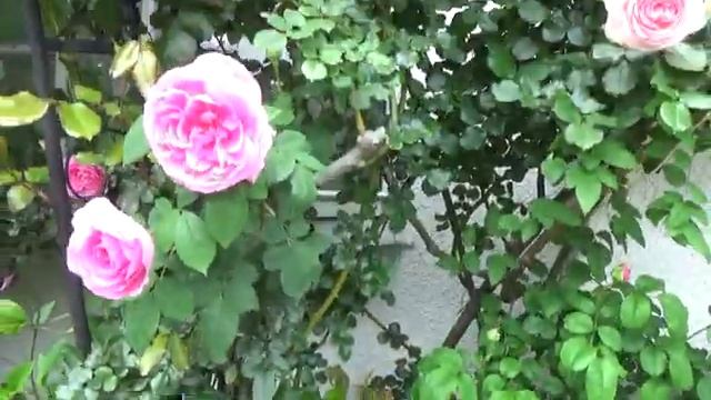 🐝🐝🪱🐞🐜 смотреть онлайн