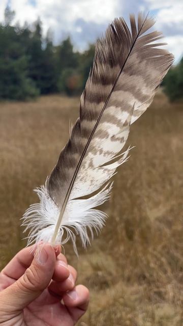 Перо. 🪶 смотреть онлайн