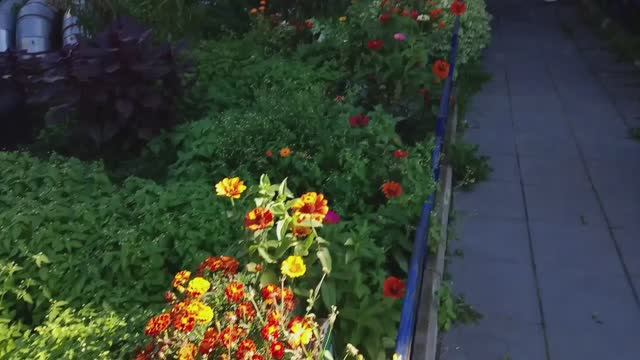 Осень, безумно красиво 🍁Цветочкииииииииии 🌸Мысли про ежедневники ❤️ смотреть онлайн