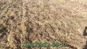 Тульская область хозяйство Персеида, работа по заросшей целине, заброшенные поля.