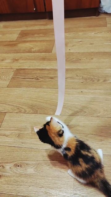 наша Дина #котенок #котенокиграет #котёнок смотреть онлайн