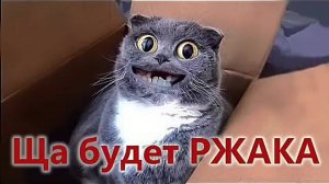 ПРИКОЛЫ С КОТАМИ; - С ОЗВУЧКОЙ; СМЕШНЫЕ ЖИВОТНЫЕ  СМЕШНЫЕ КОШКИ И СОБАКИ
