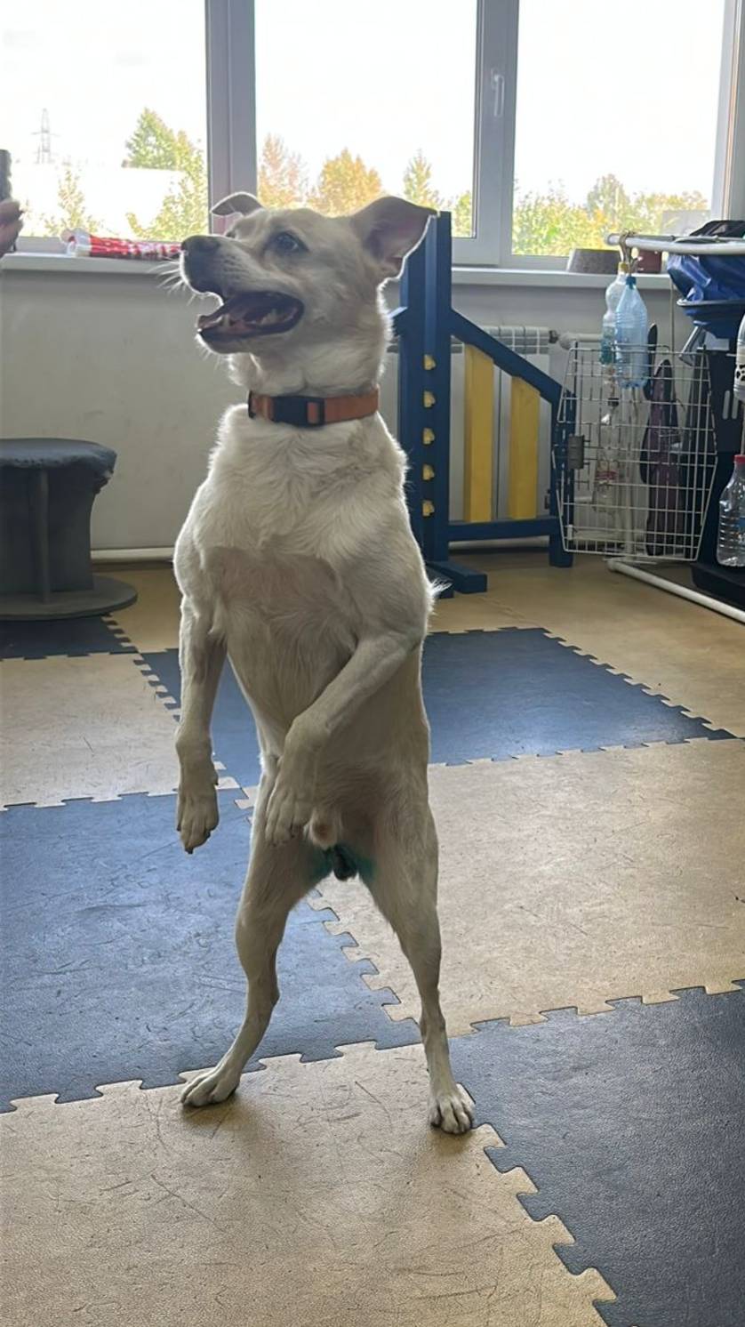 Собака в добрые руки. Перец.