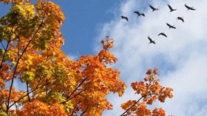 Осенняя женщина!