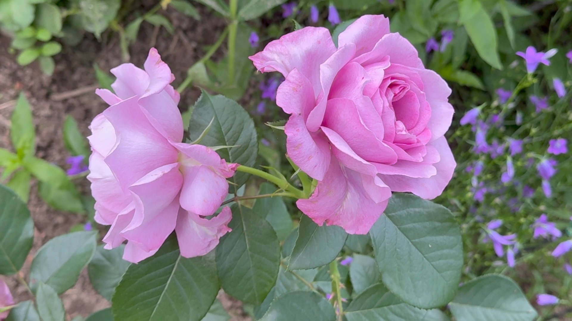 Конец июня - начало июля в Саду (21 июня и 2 июля 2025)