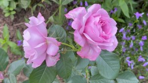 Конец июня - начало июля в Саду (21 июня и 2 июля 2025)