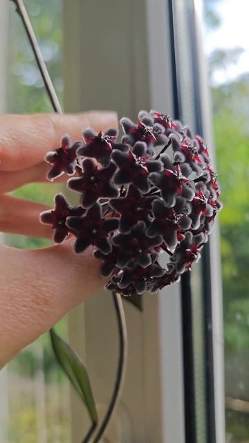 мои джунгли смотреть онлайн