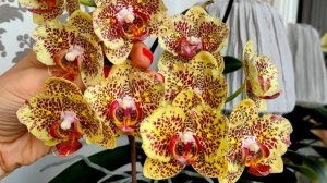 Мои новости у орхидеи