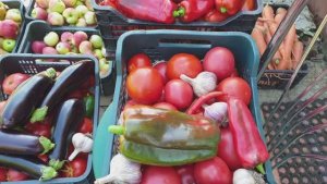 Урожай 2025 г. Удачи и разочарования в сортах и фирмах. Мини обзор сентября.