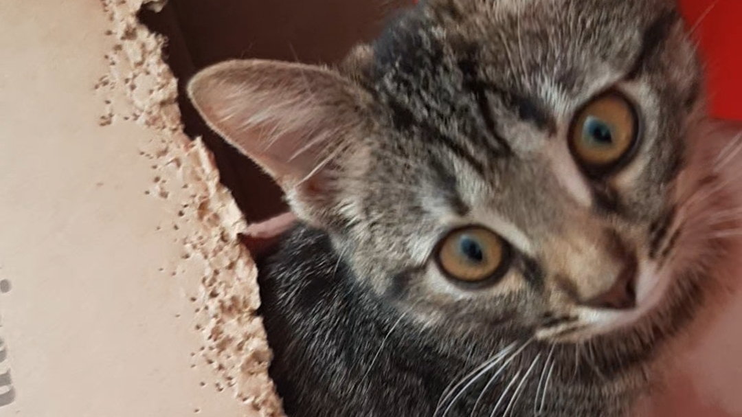 Последствия хруста