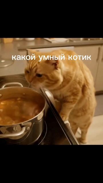 какой умный кот