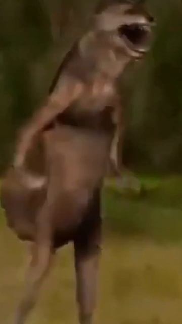 dancing wolf twilight meme ft flowminners #ichwillnicht #dancingwolf #wolfmeme #remix #музыка смотреть онлайн