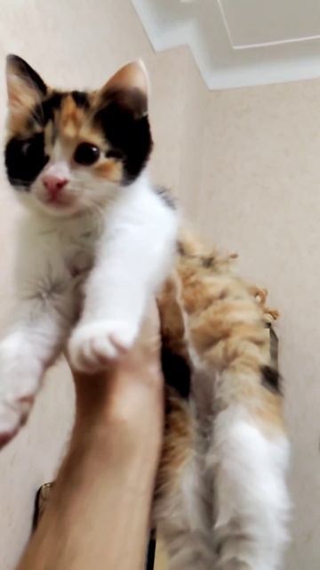 #котенок #котенок #кися #cat смотреть онлайн