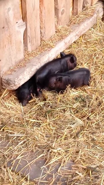 Поросячье пополнение