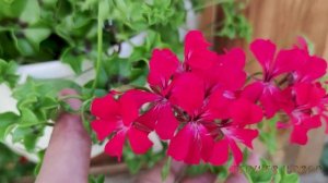 Пеларгония плющелистная ампельная Кристал Квин f1 Ред.😍