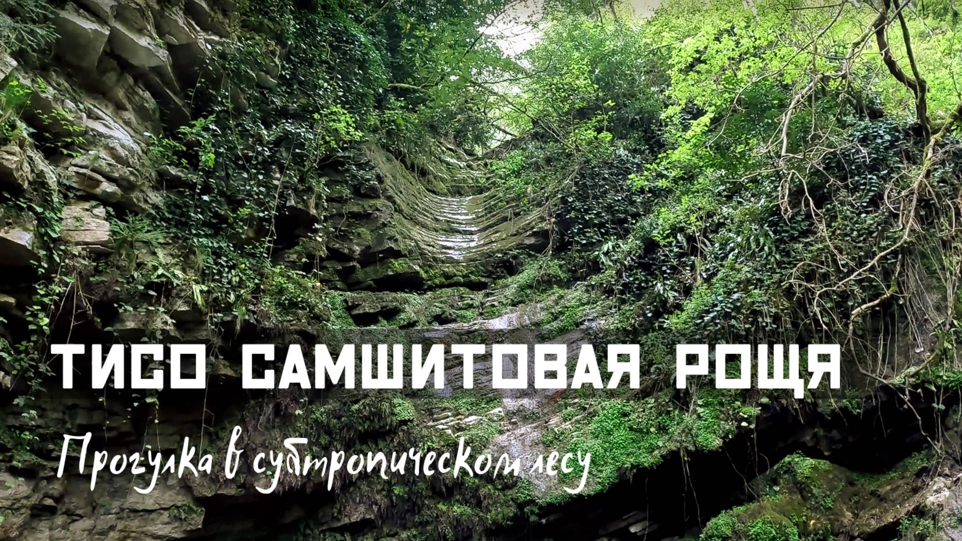 Тисо-самшитовая роща 20.04.2025 смотреть онлайн