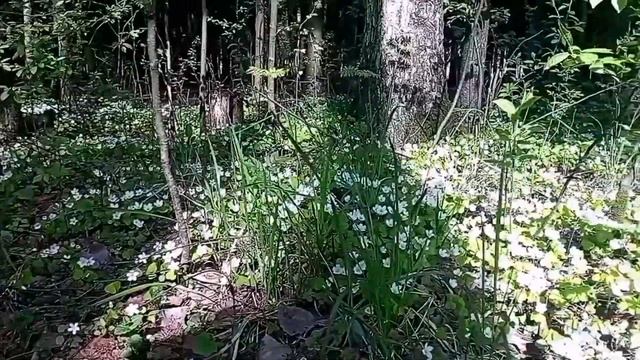 Осень в Новое Девяткино