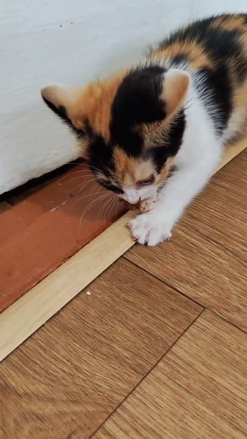 #котенок #котёнок #котенок #милота #милота #cat #cats смотреть онлайн